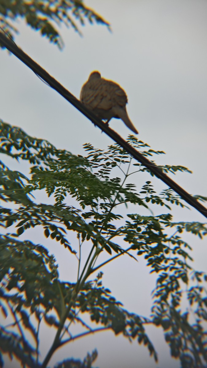 Zebra Dove - ML647218858