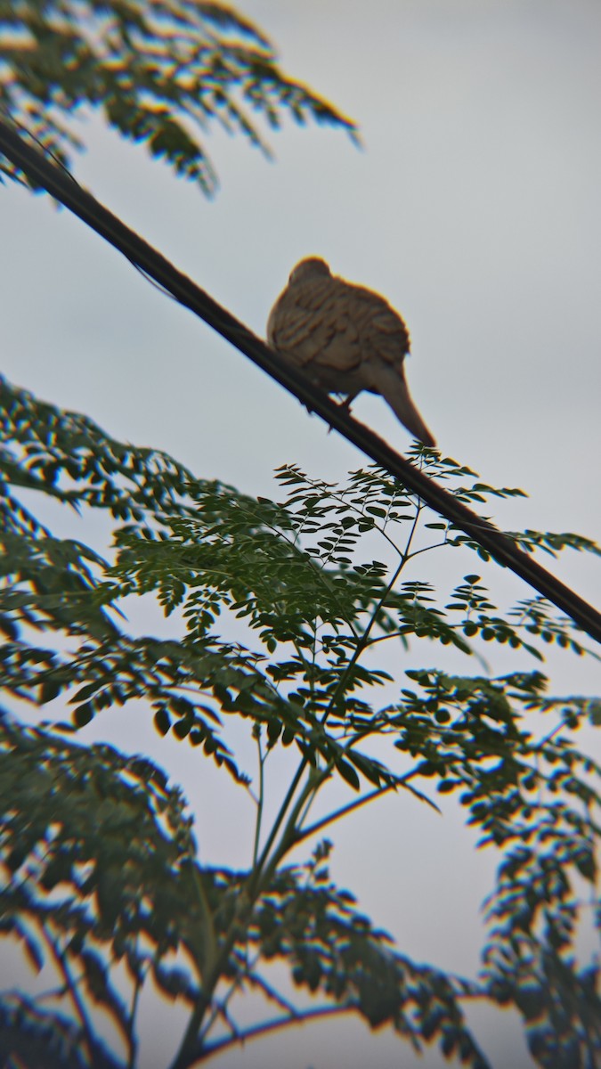 Zebra Dove - ML647218859