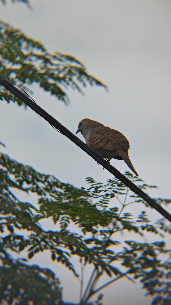 Zebra Dove - ML647218860