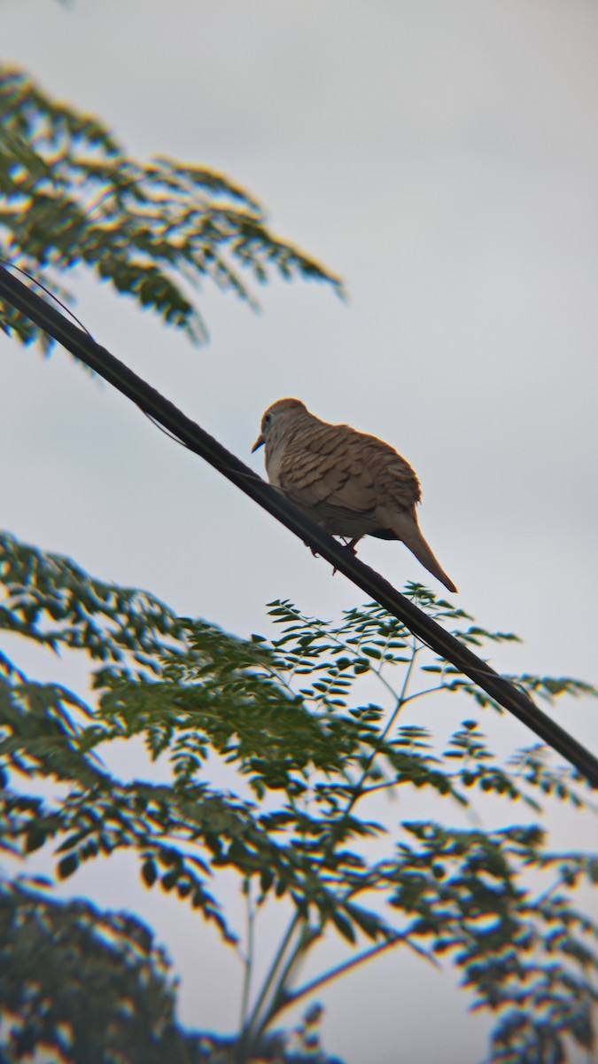 Zebra Dove - ML647218861
