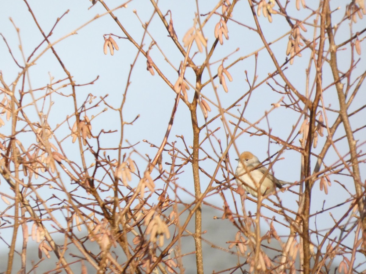 pěnice černohlavá - ML647218864