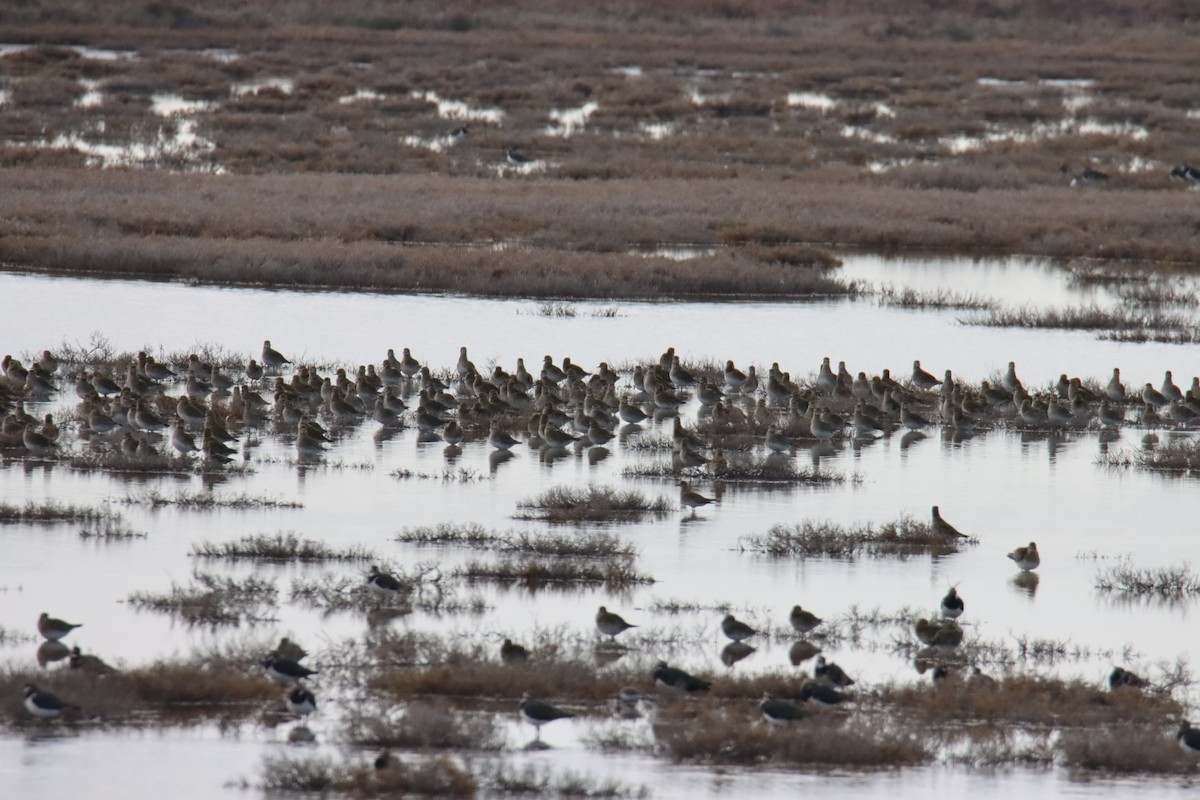 European Golden-Plover - ML647218866