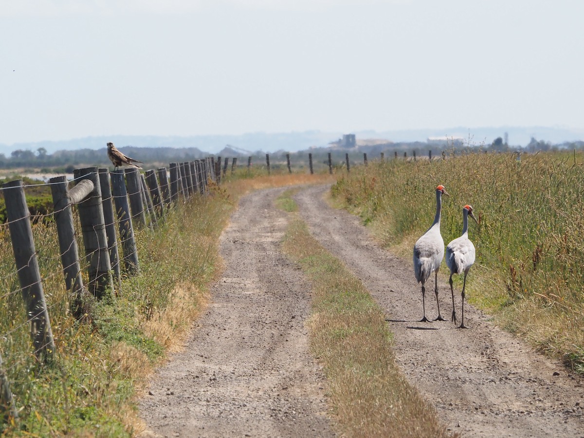 Brolga - ML647218868
