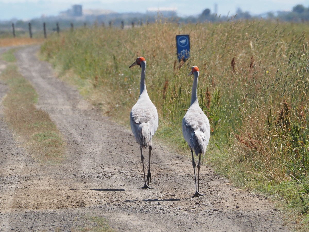 Brolga - ML647218869