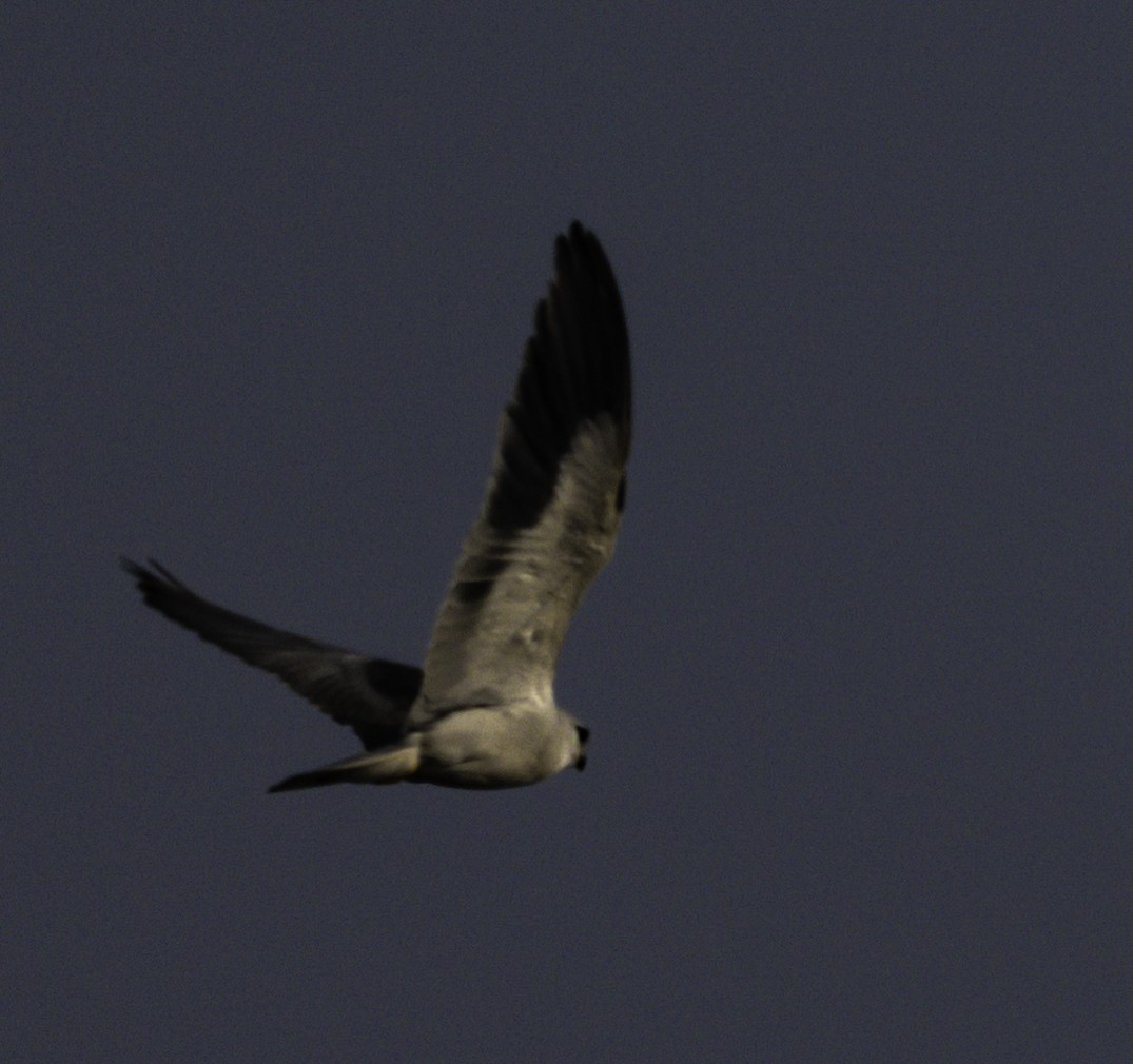 Black-winged Kite - ML647218871
