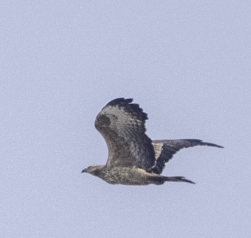 Согсоот гоорбис - ML647218874