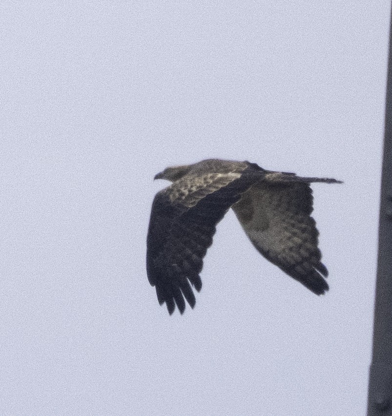 Согсоот гоорбис - ML647218875