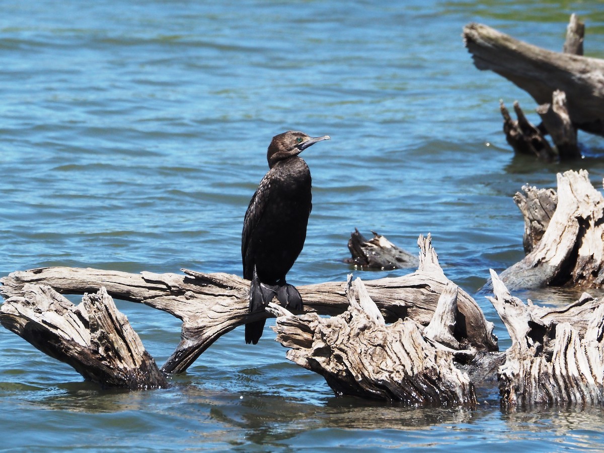 Little Black Cormorant - ML647218876