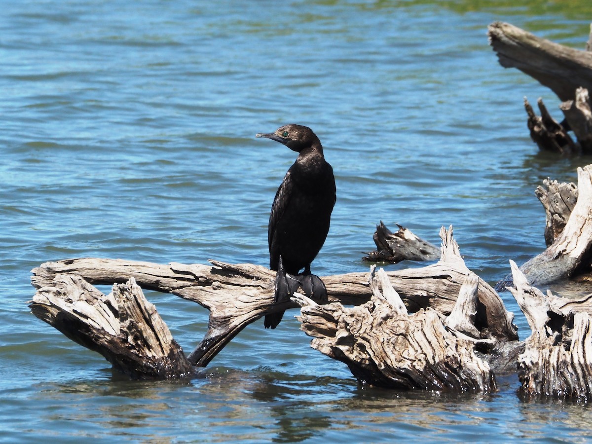 Little Black Cormorant - ML647218877