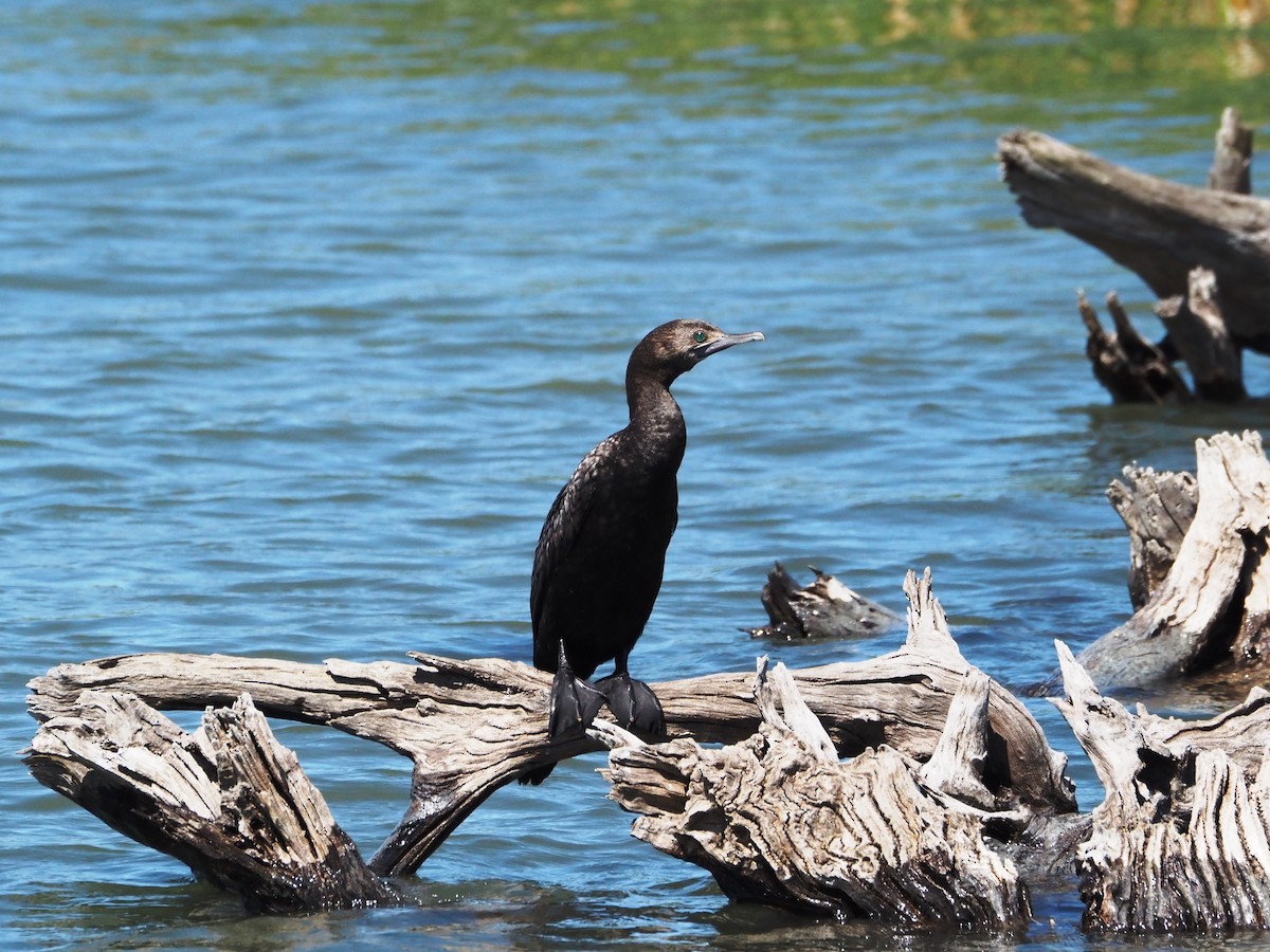 Little Black Cormorant - ML647218878
