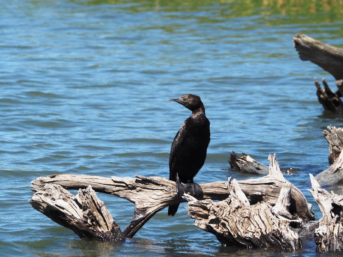 Little Black Cormorant - ML647218879