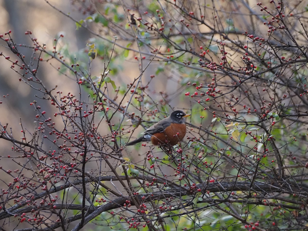 American Robin - ML647218884