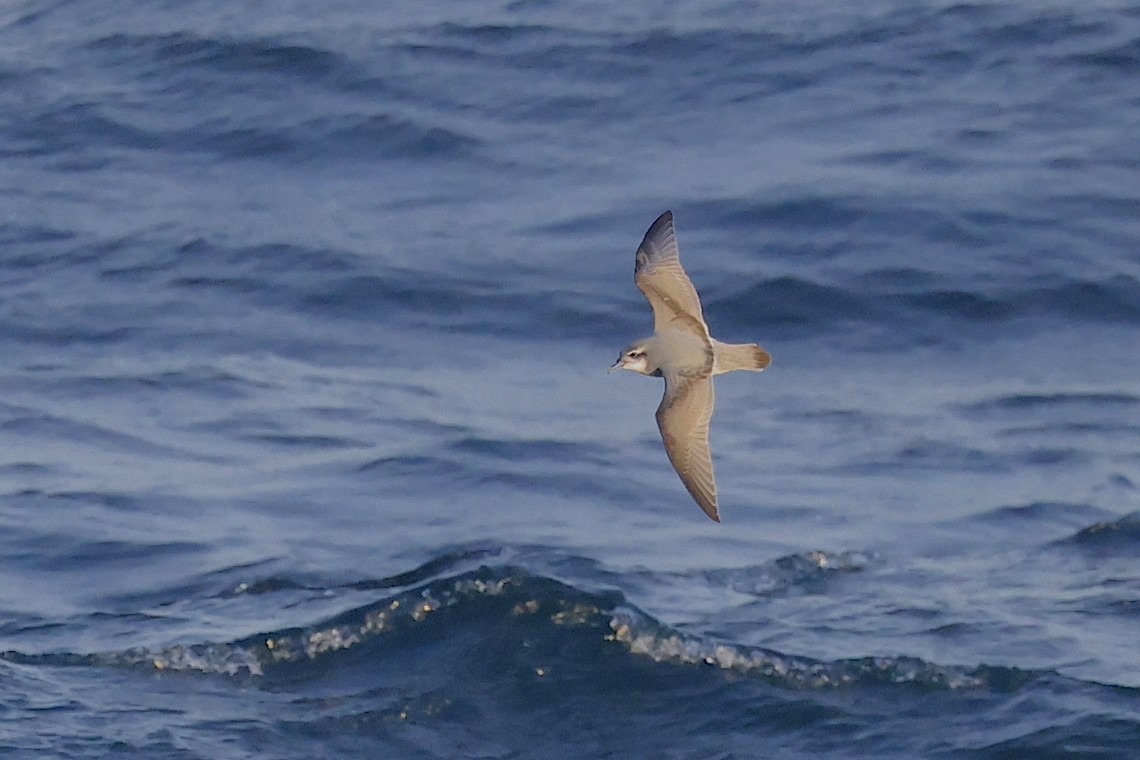 Antarctic Prion - ML647218886