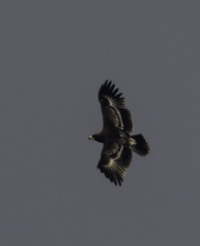 Бор бүргэд - ML647218892