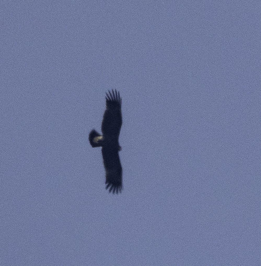 Бор бүргэд - ML647218894