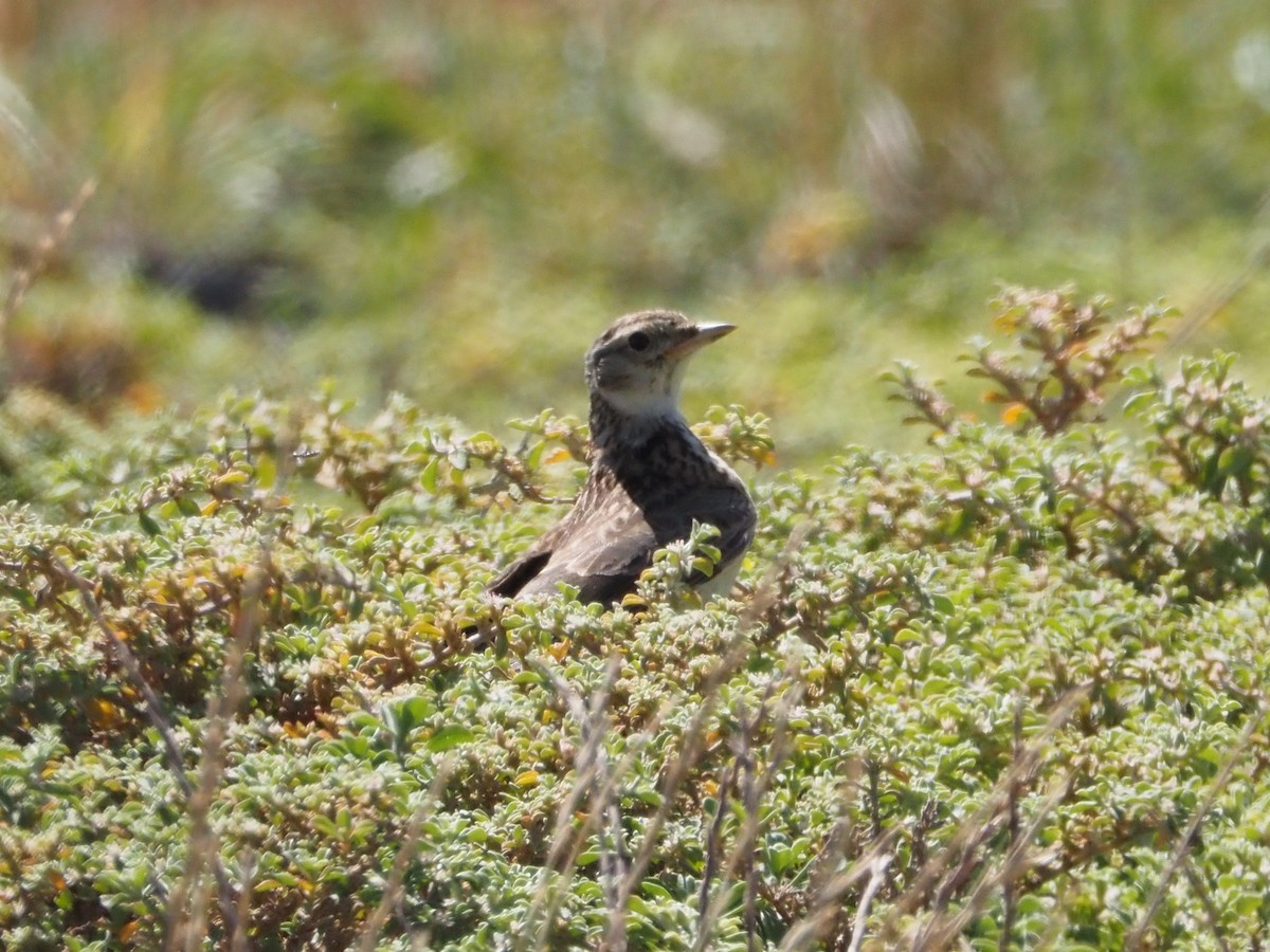 Australian Pipit - ML647218899