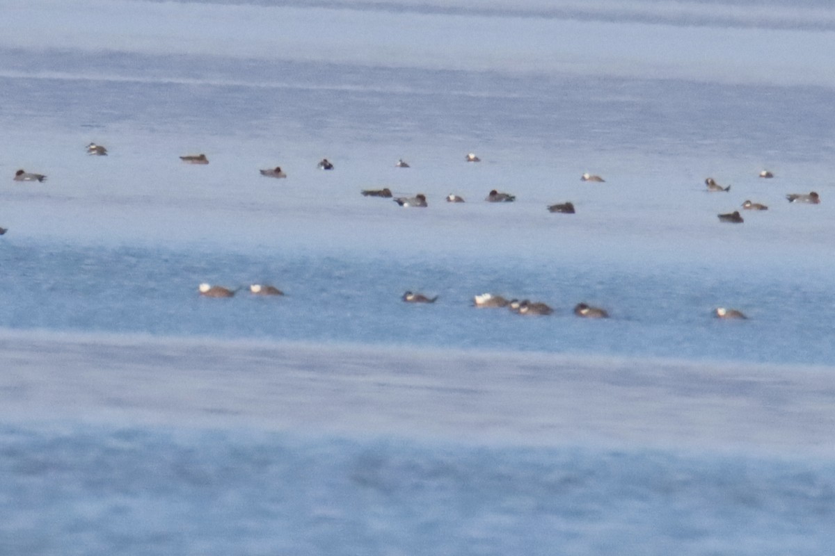 White-headed Duck - ML647218900