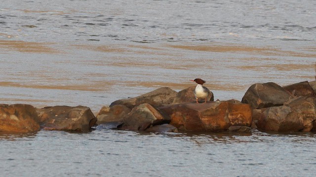 Крех великий - ML647218901