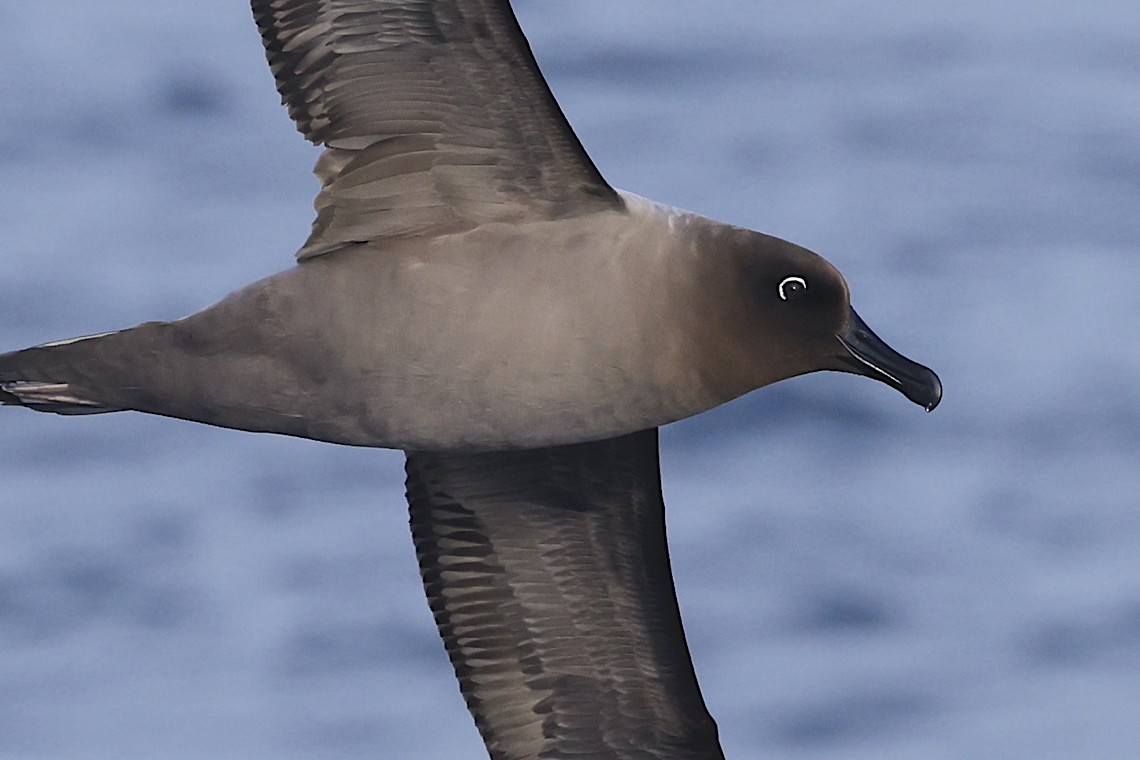 Light-mantled Albatross - ML647218902