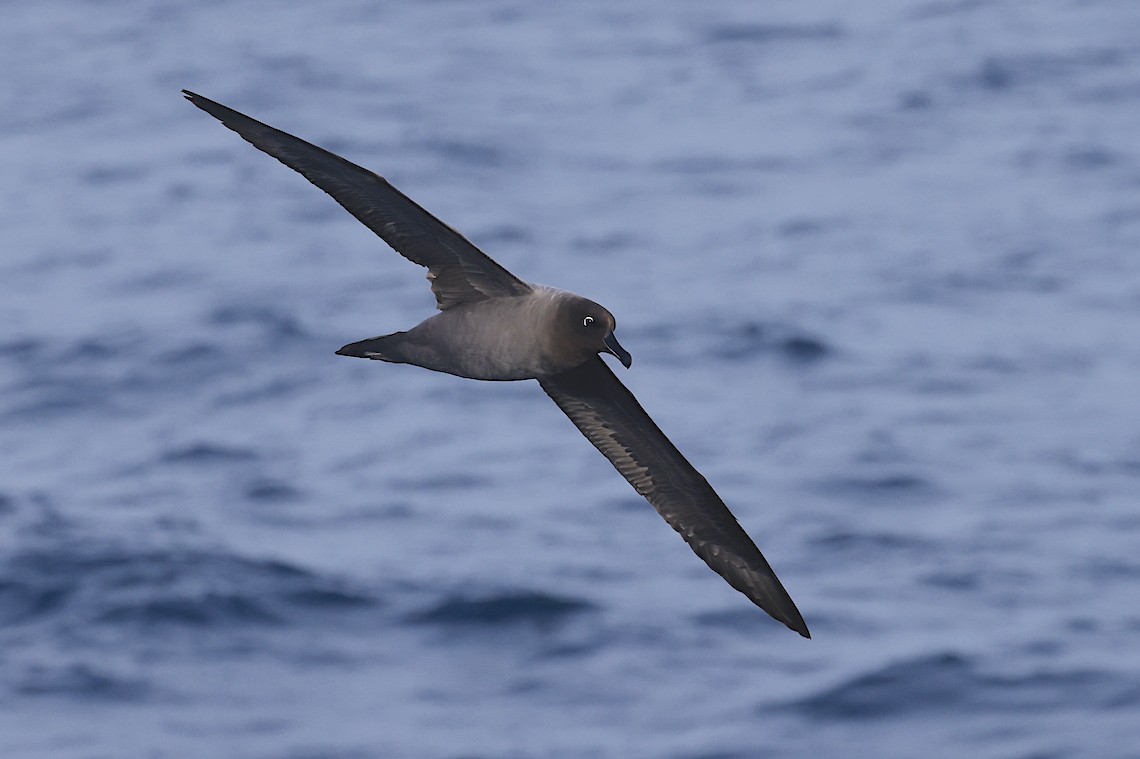 Light-mantled Albatross - ML647218903