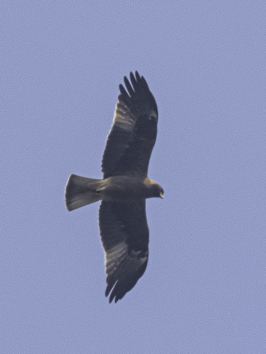 Бахим бүргэд - ML647218908