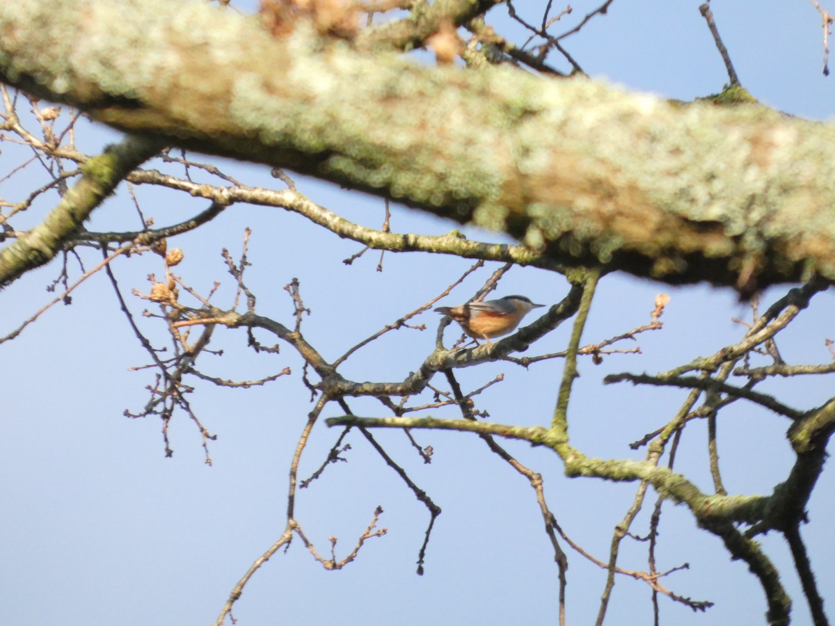 brhlík lesní - ML647218912