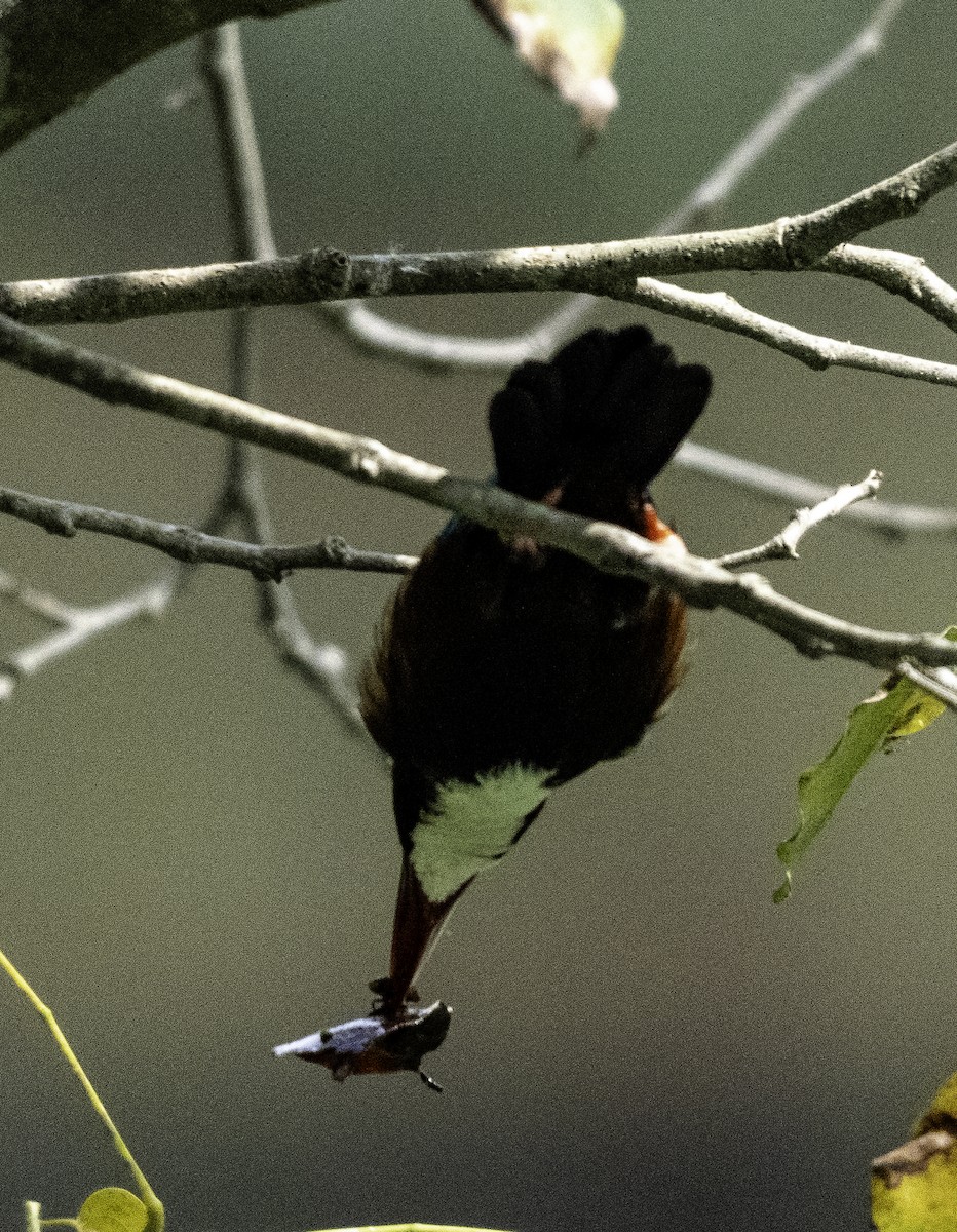 White-throated Kingfisher - ML647218913