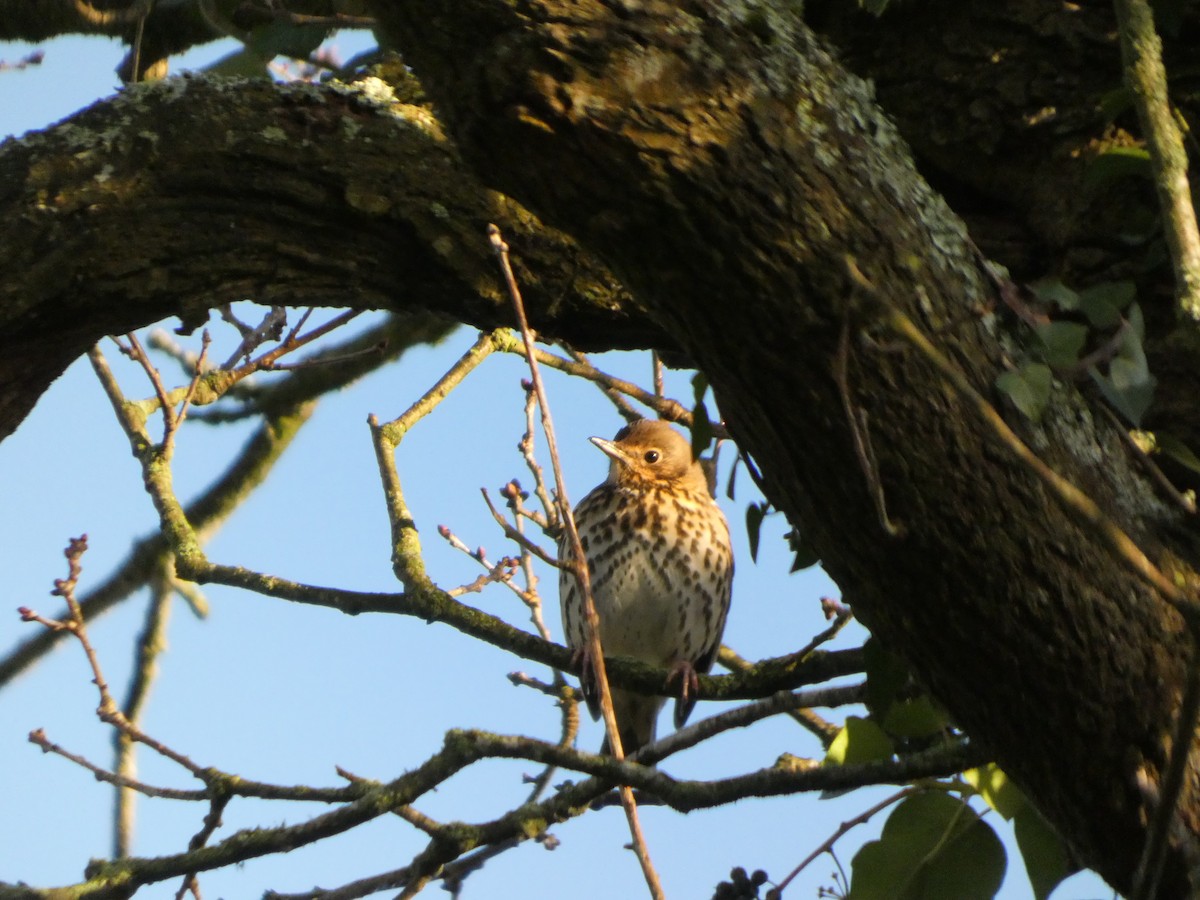 drozd zpěvný - ML647218920