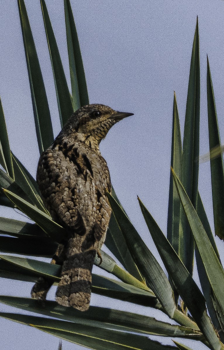 Холтсон гоётуул - ML647218930