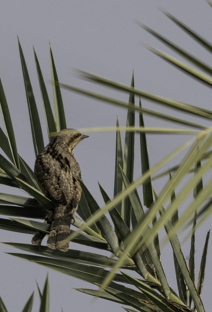 Холтсон гоётуул - ML647218931