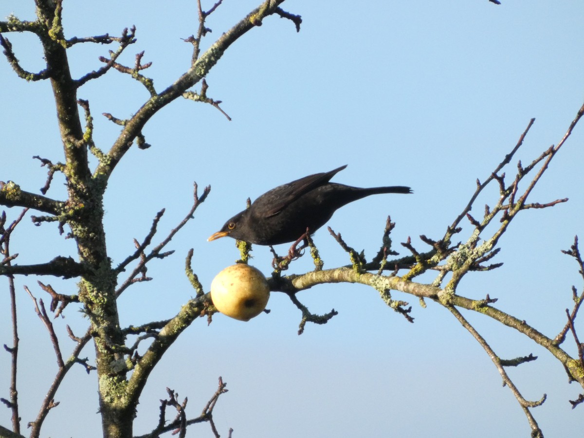 kos černý - ML647218932