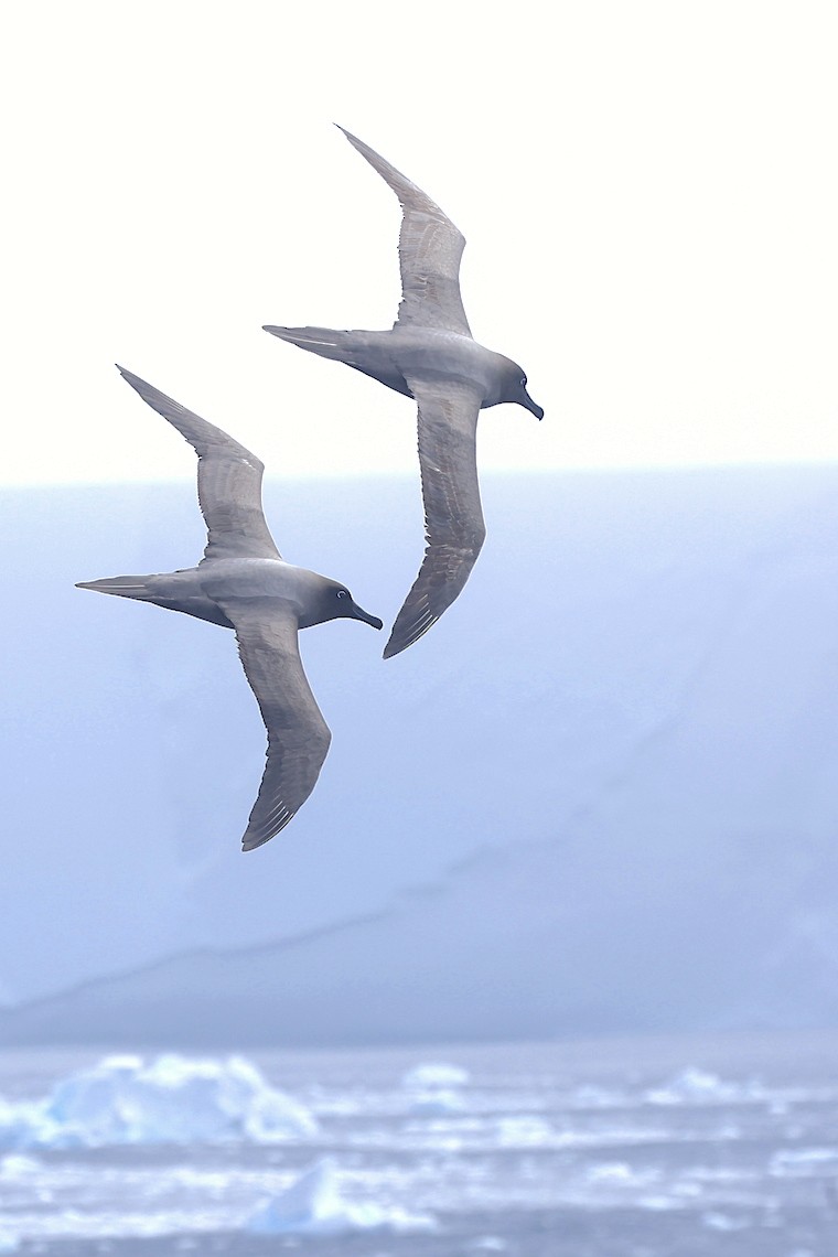 Light-mantled Albatross - ML647218933