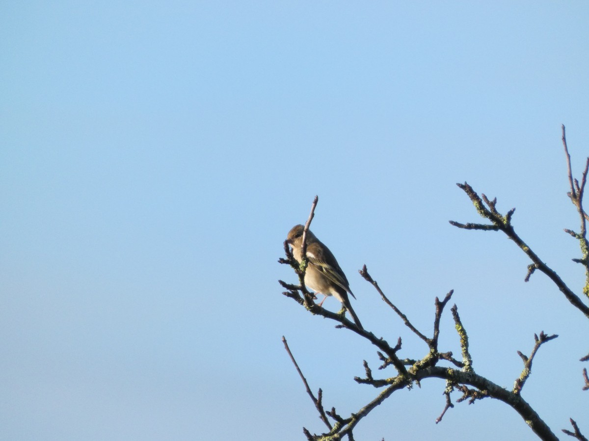 pěnkava obecná - ML647218937