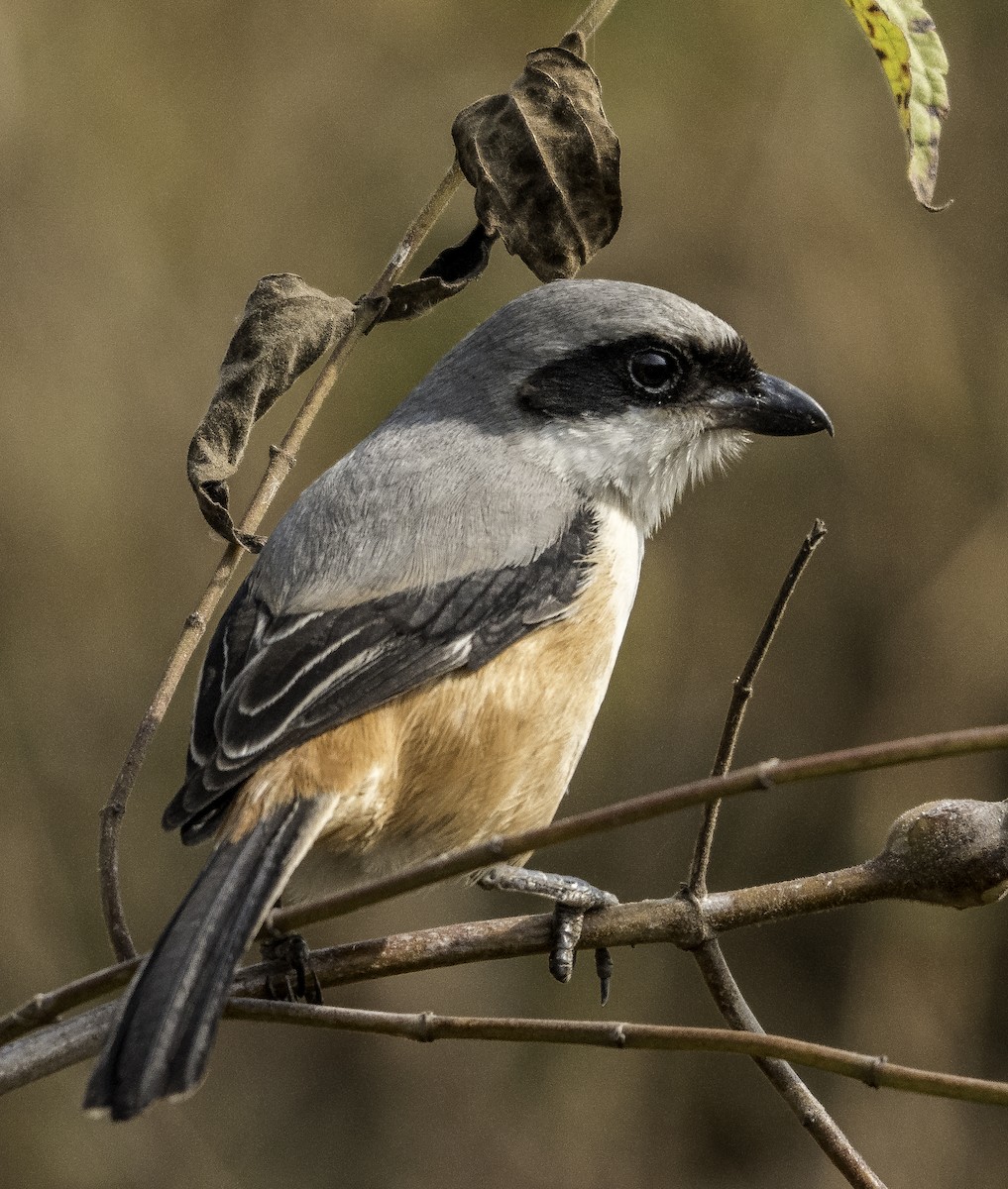 Алаг дунхай - ML647218942