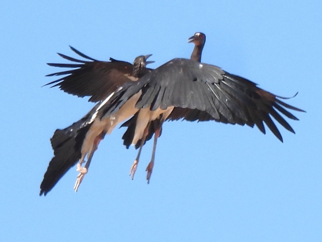 חסידת אבדים - ML647218944