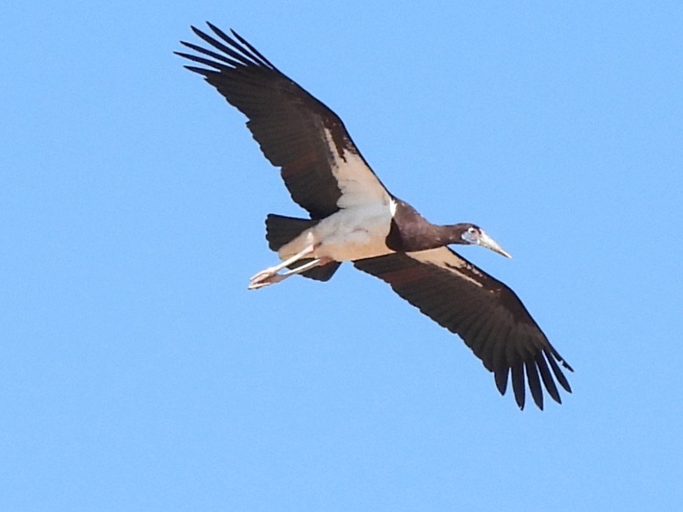 חסידת אבדים - ML647218945