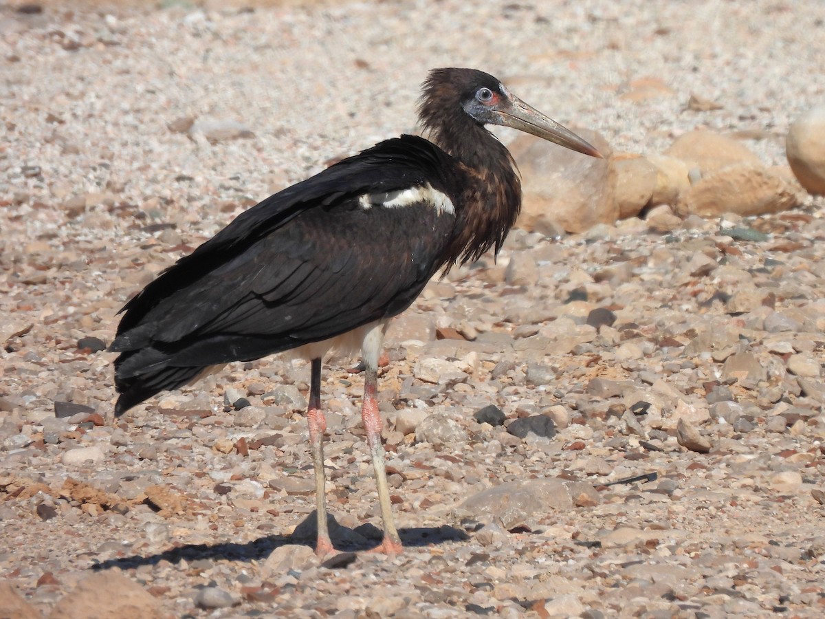 חסידת אבדים - ML647218946