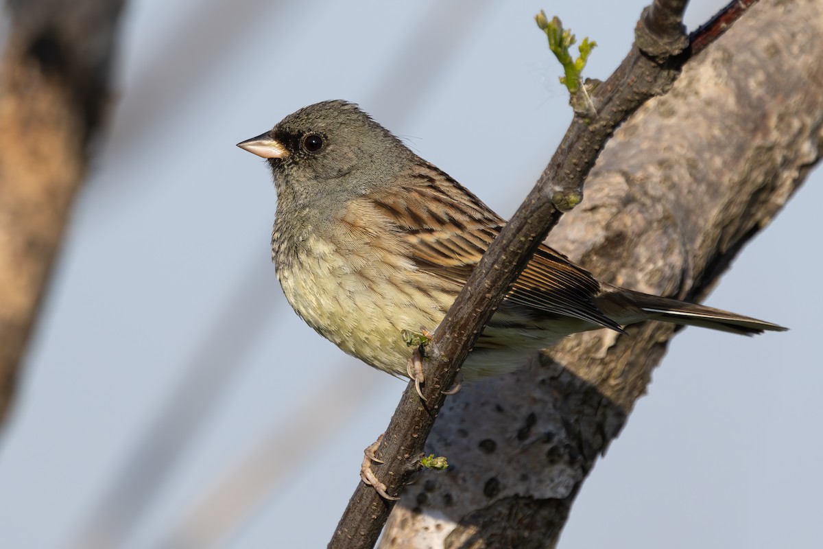 Black-faced Bunting - ML647218947