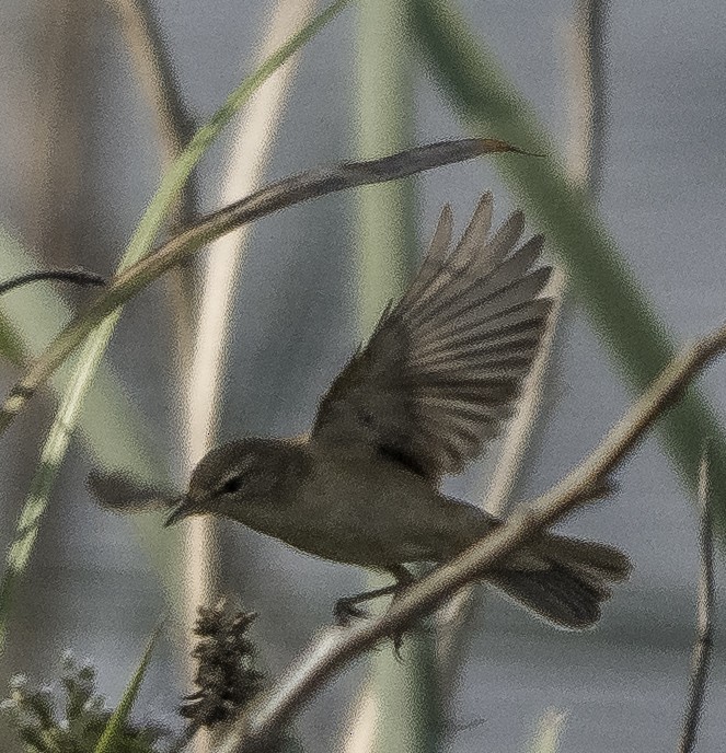 Халиун заараг - ML647218949