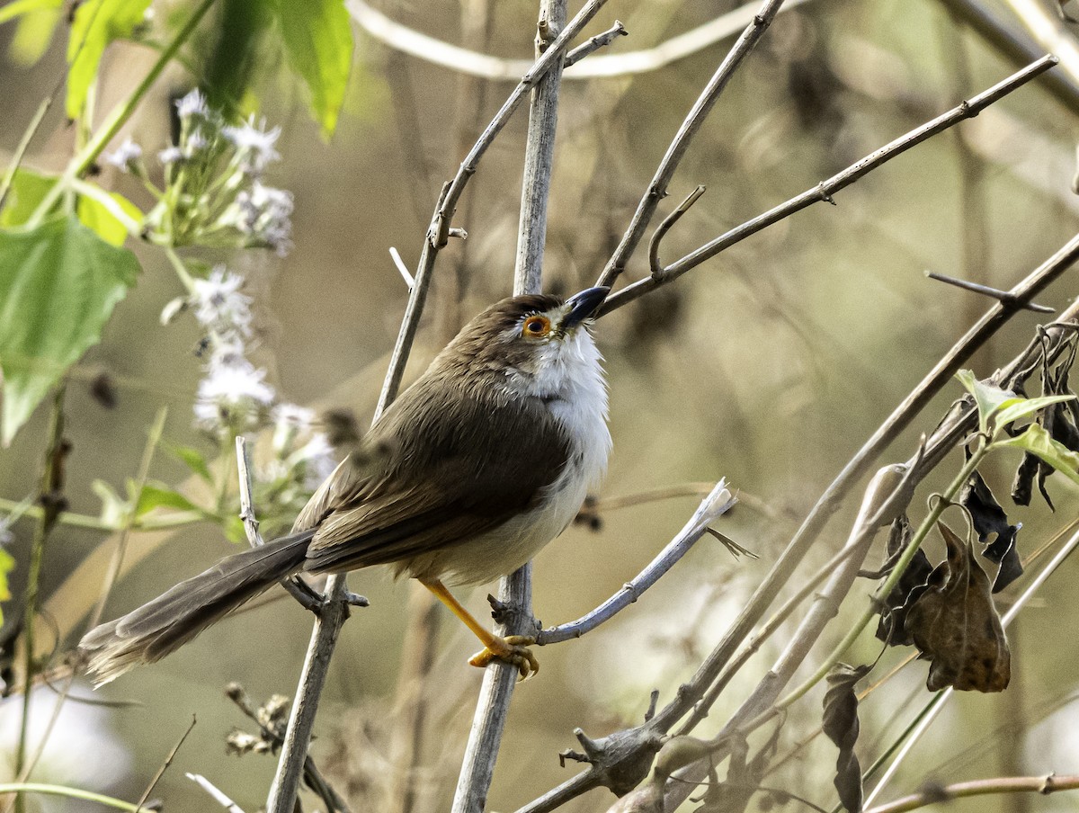 Yellow-eyed Babbler - ML647218957