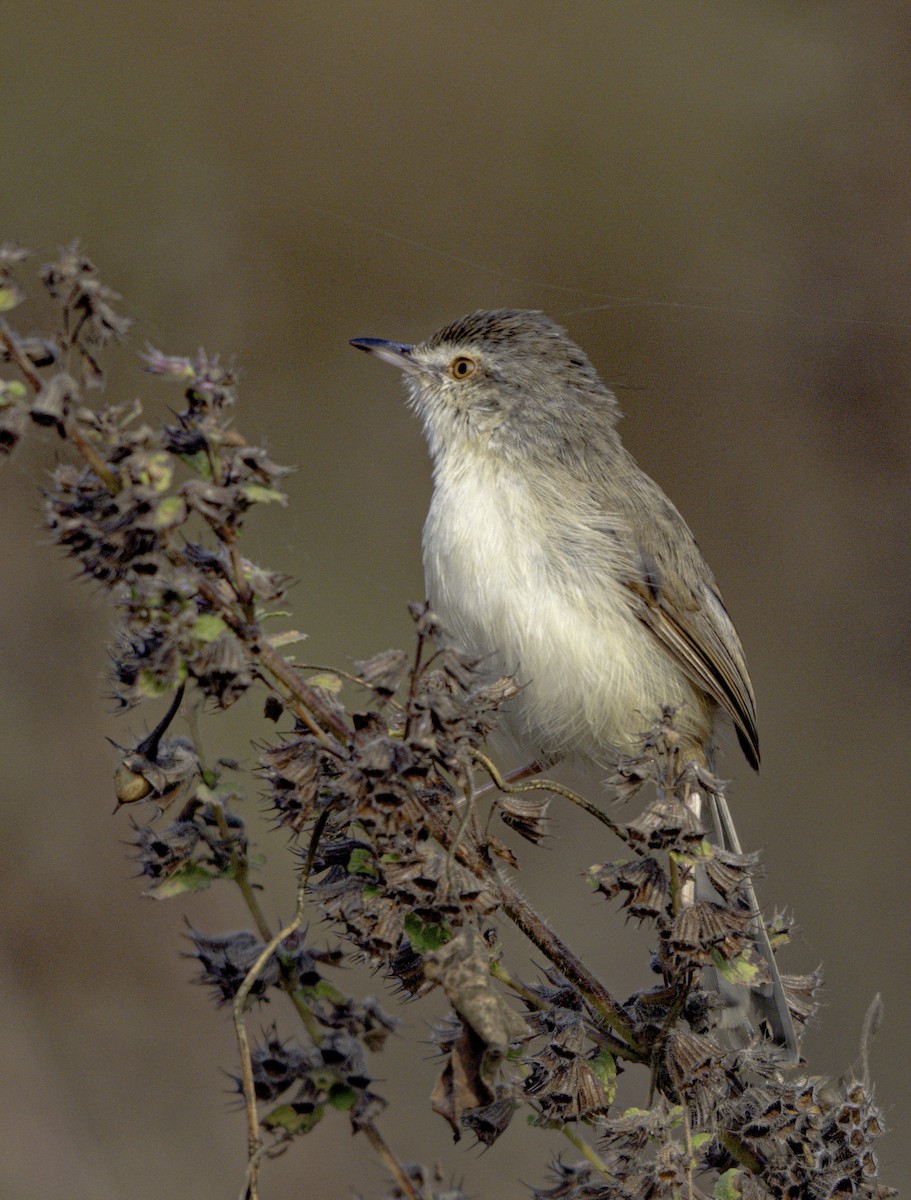 Plain Prinia - ML647218963