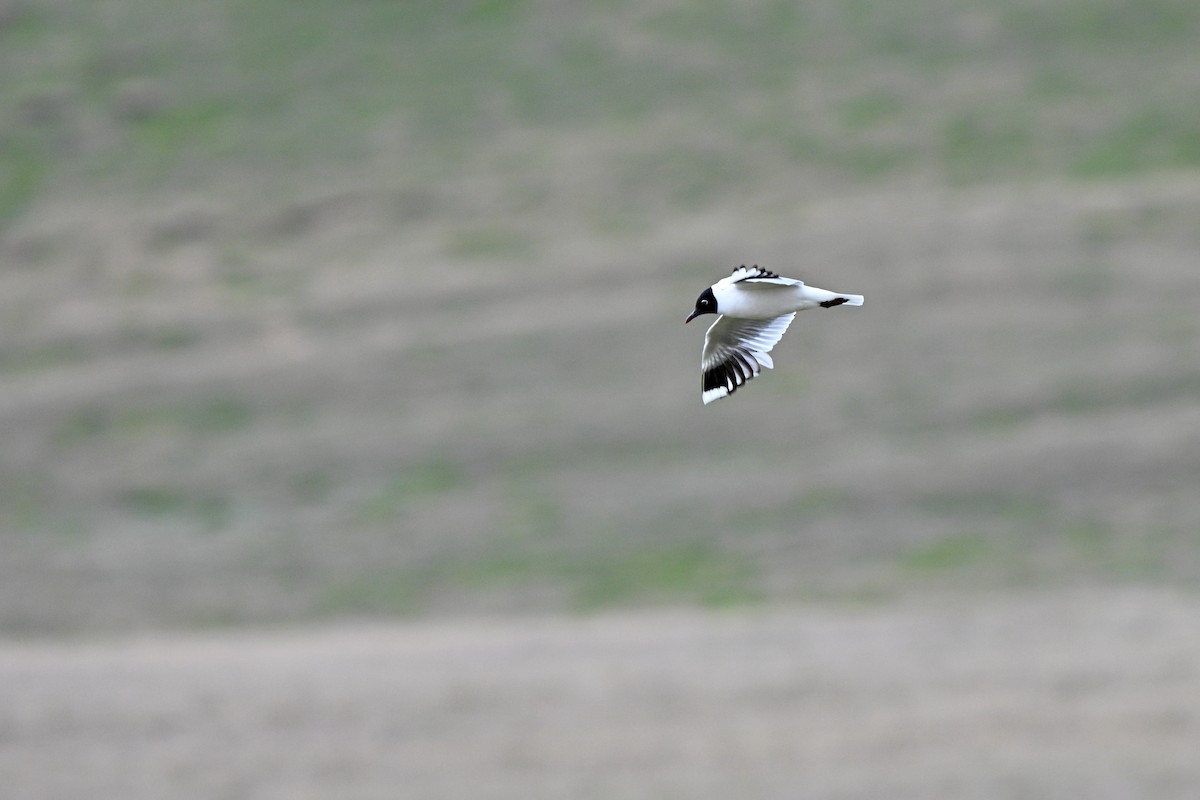 Andean Gull - ML647218966