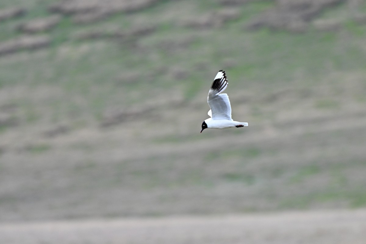 Andean Gull - ML647218967