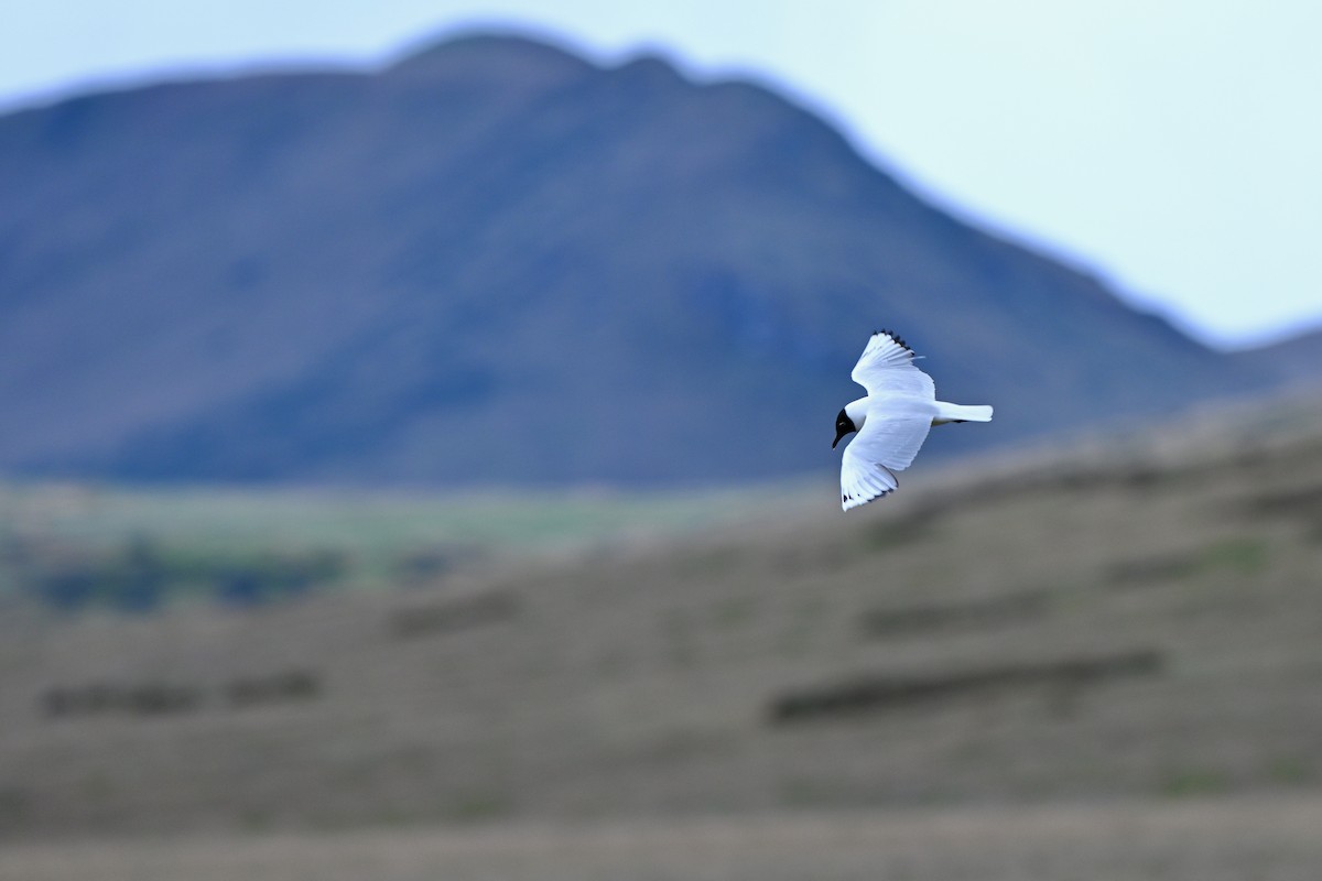 Andean Gull - ML647218968