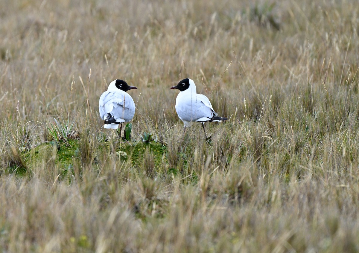 Andean Gull - ML647218969