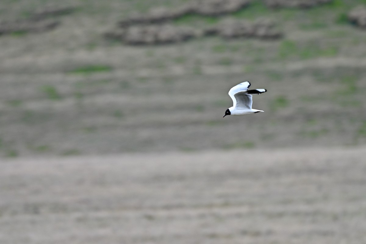 Andean Gull - ML647218970