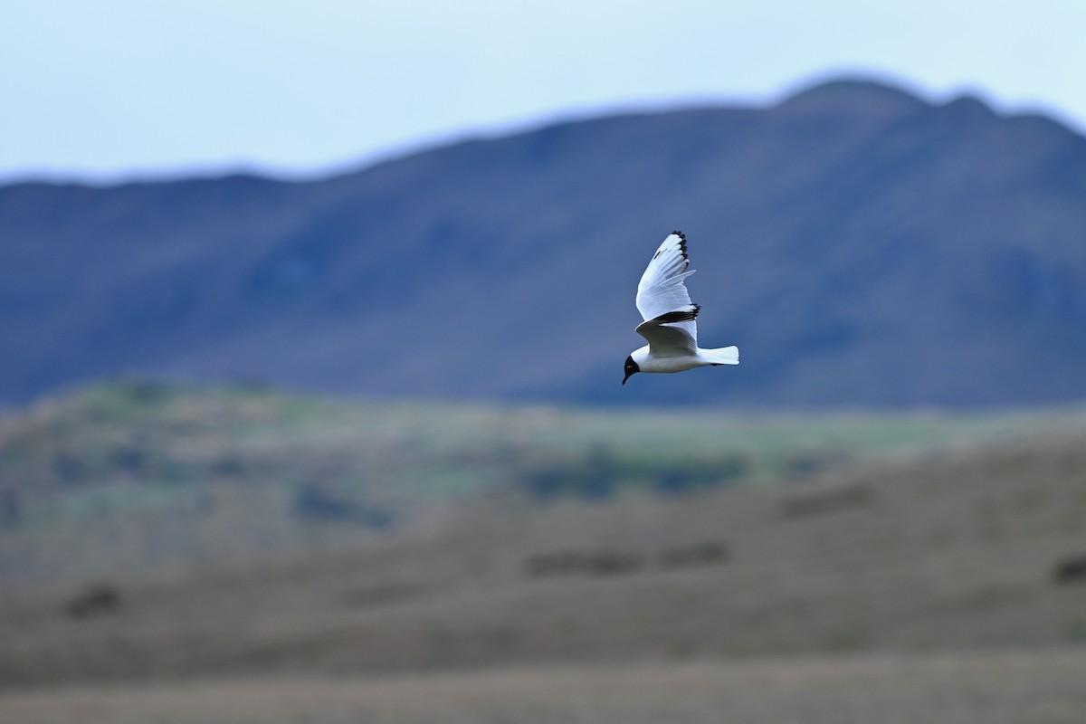 Andean Gull - ML647218971