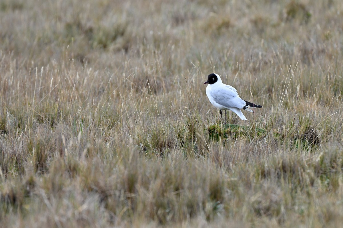 Andean Gull - ML647218972