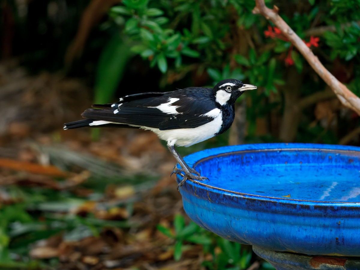 Magpie-lark - ML647218985