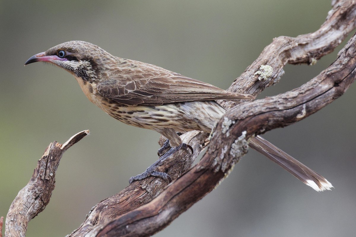 rosennebbhonningeter - ML647218991